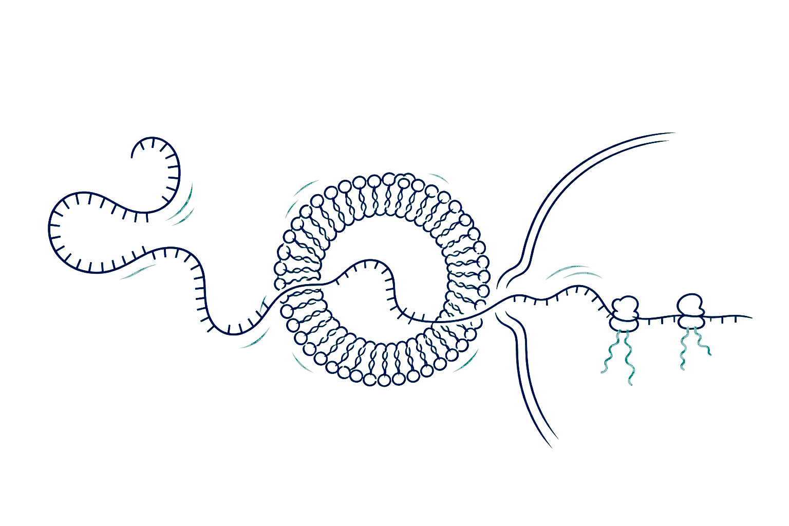 Line illustration of an mRNA therapeutic pathway